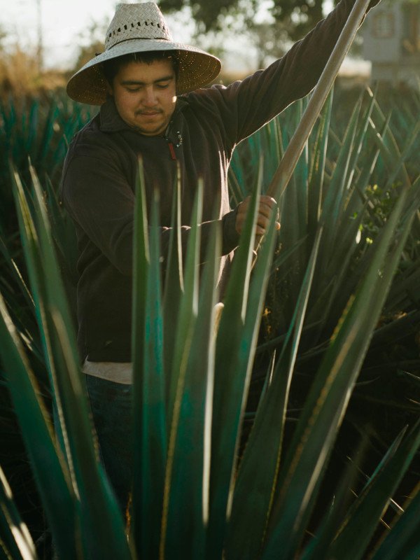 Ruta-Mezcal-Durango